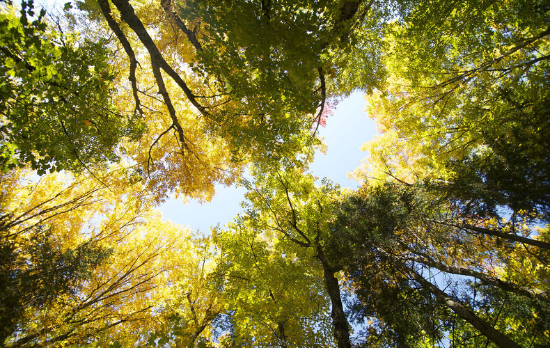 Consultation publique sur les activités forestières
